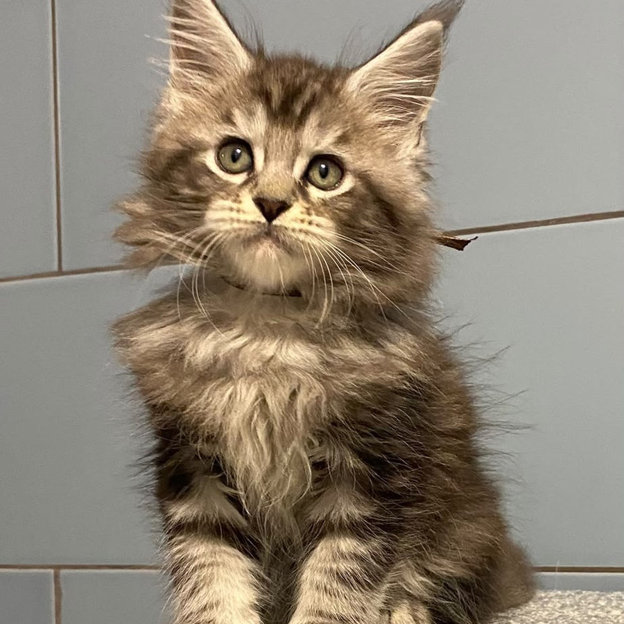 Edelweiss Maine Coon male, black silver tabby