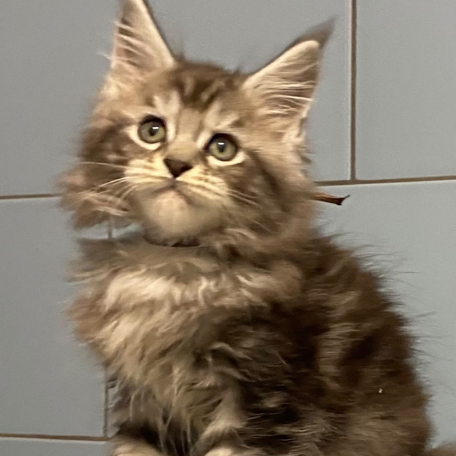 Edelweiss Maine Coon male, black silver tabby