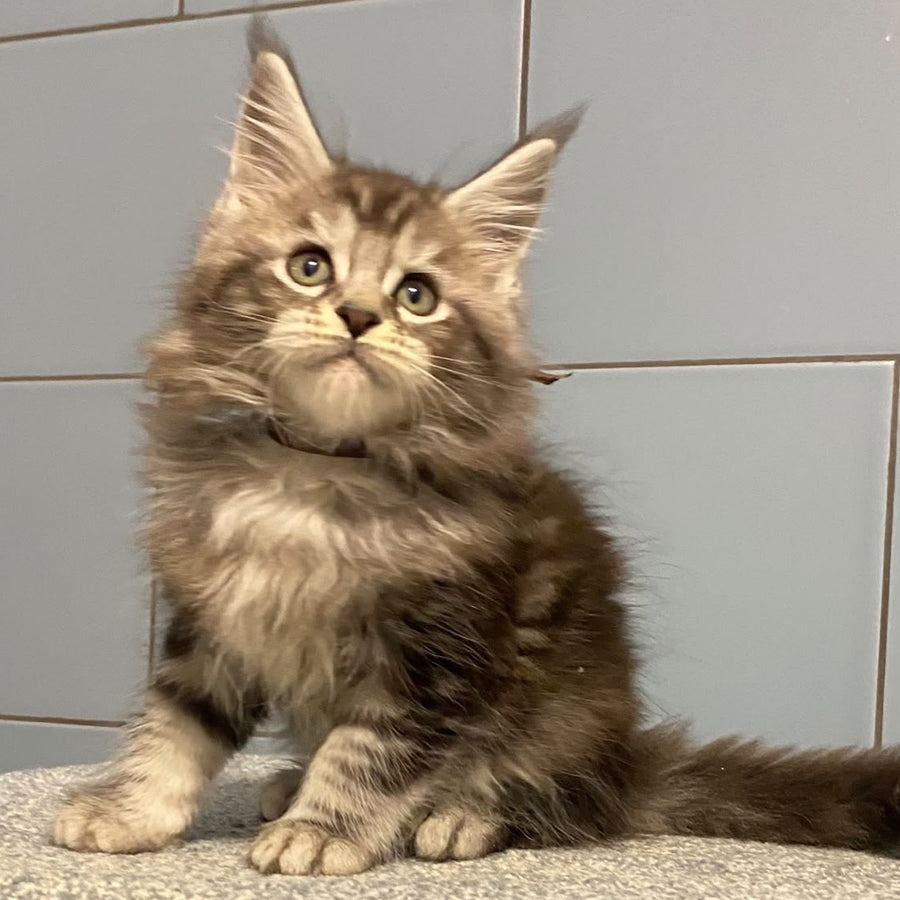 Edelweiss Maine Coon male, black silver tabby