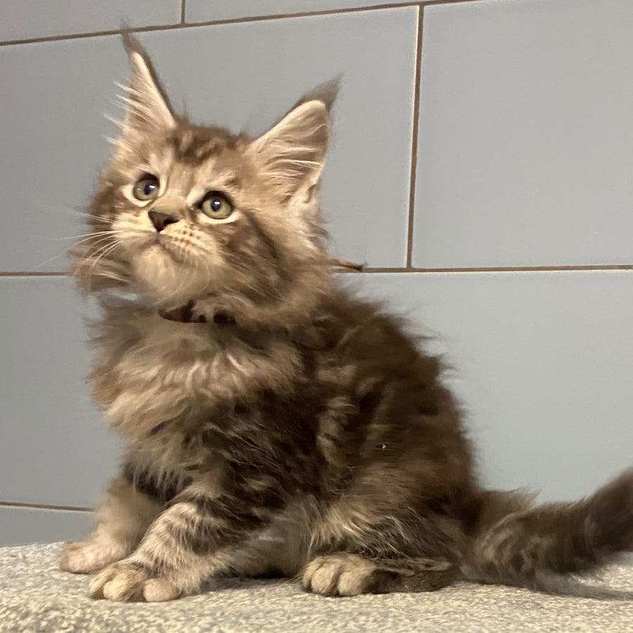 Edelweiss Maine Coon male, black silver tabby