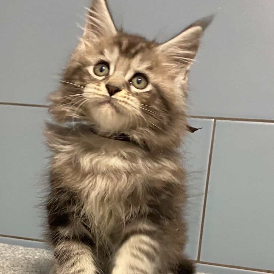Edelweiss Maine Coon male, black silver tabby