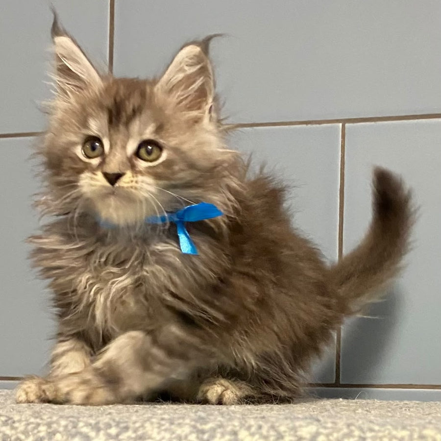 Engels Maine Coon male, black silver tabby