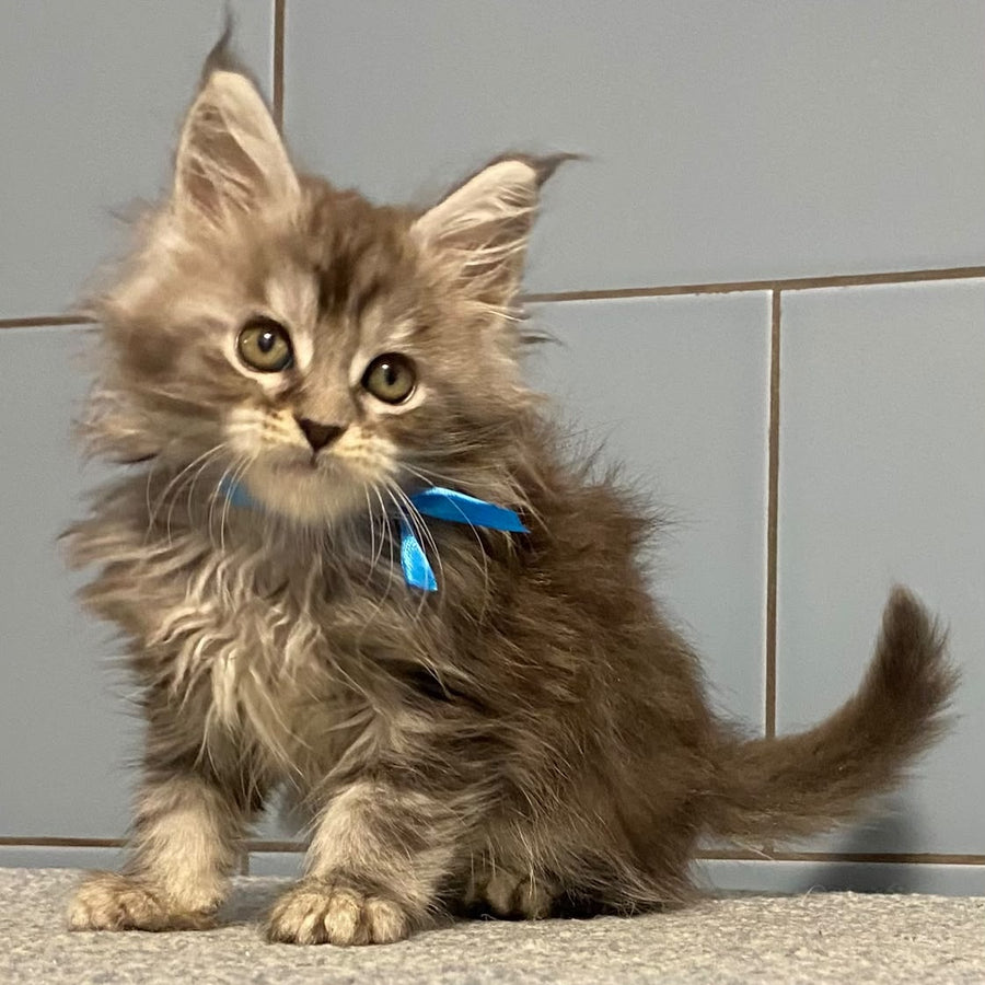 Engels Maine Coon male, black silver tabby