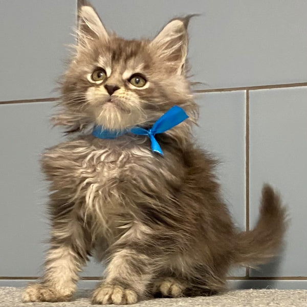 Engels Maine Coon male, black silver tabby