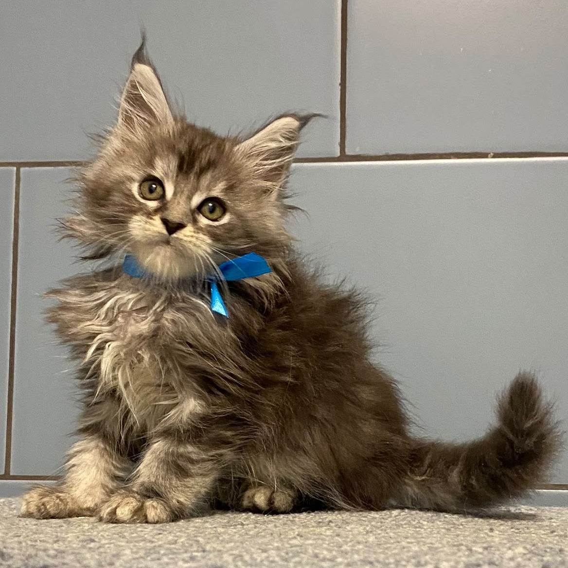 Engels Maine Coon male, black silver tabby