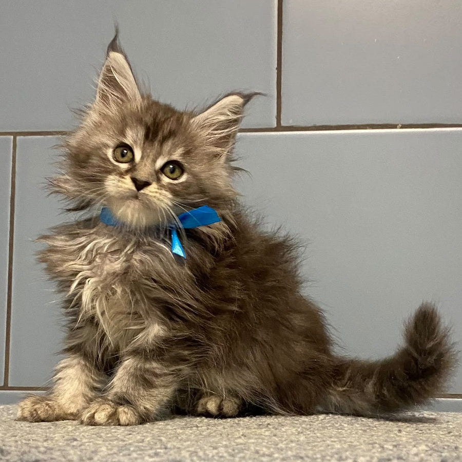 Engels Maine Coon male, black silver tabby