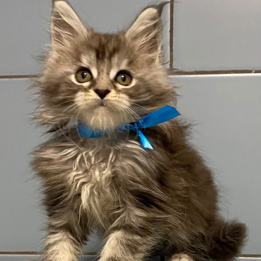 Engels Maine Coon male, black silver tabby