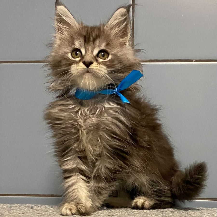 Engels Maine Coon male, black silver tabby