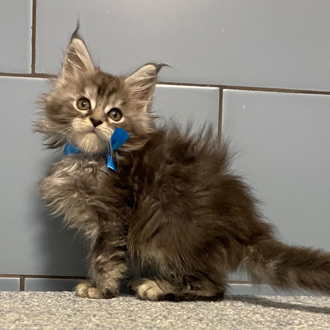 Engels Maine Coon male, black silver tabby