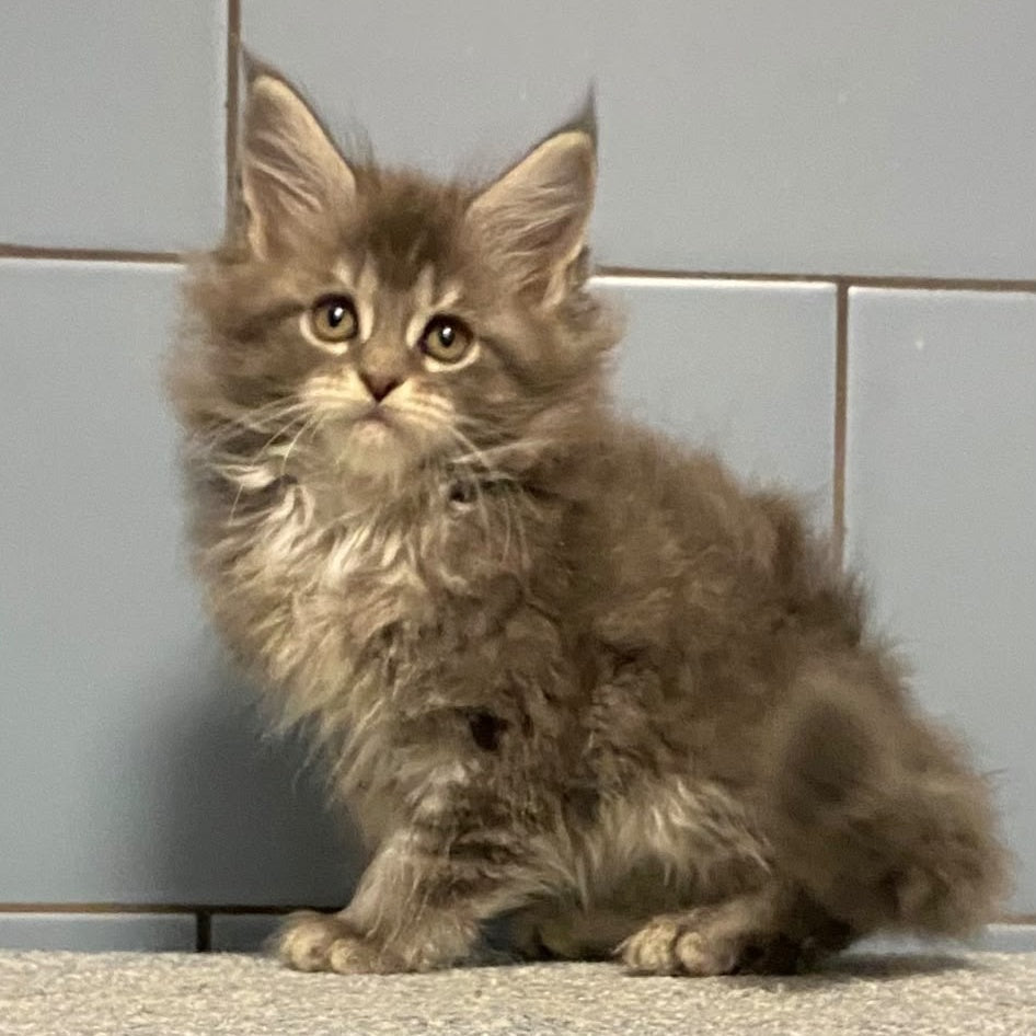 Etna Maine Coon female, blue tabby