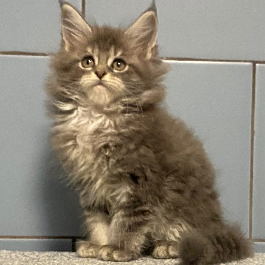 Etna Maine Coon female, blue tabby
