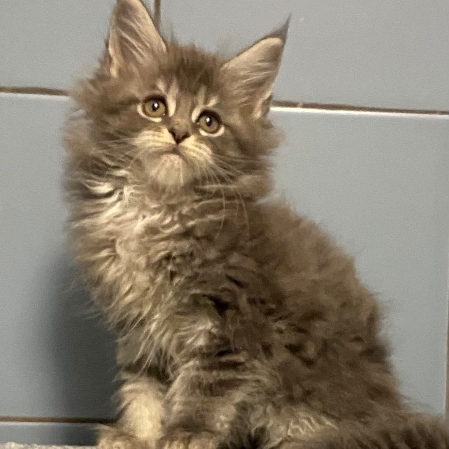 Etna Maine Coon female, blue tabby