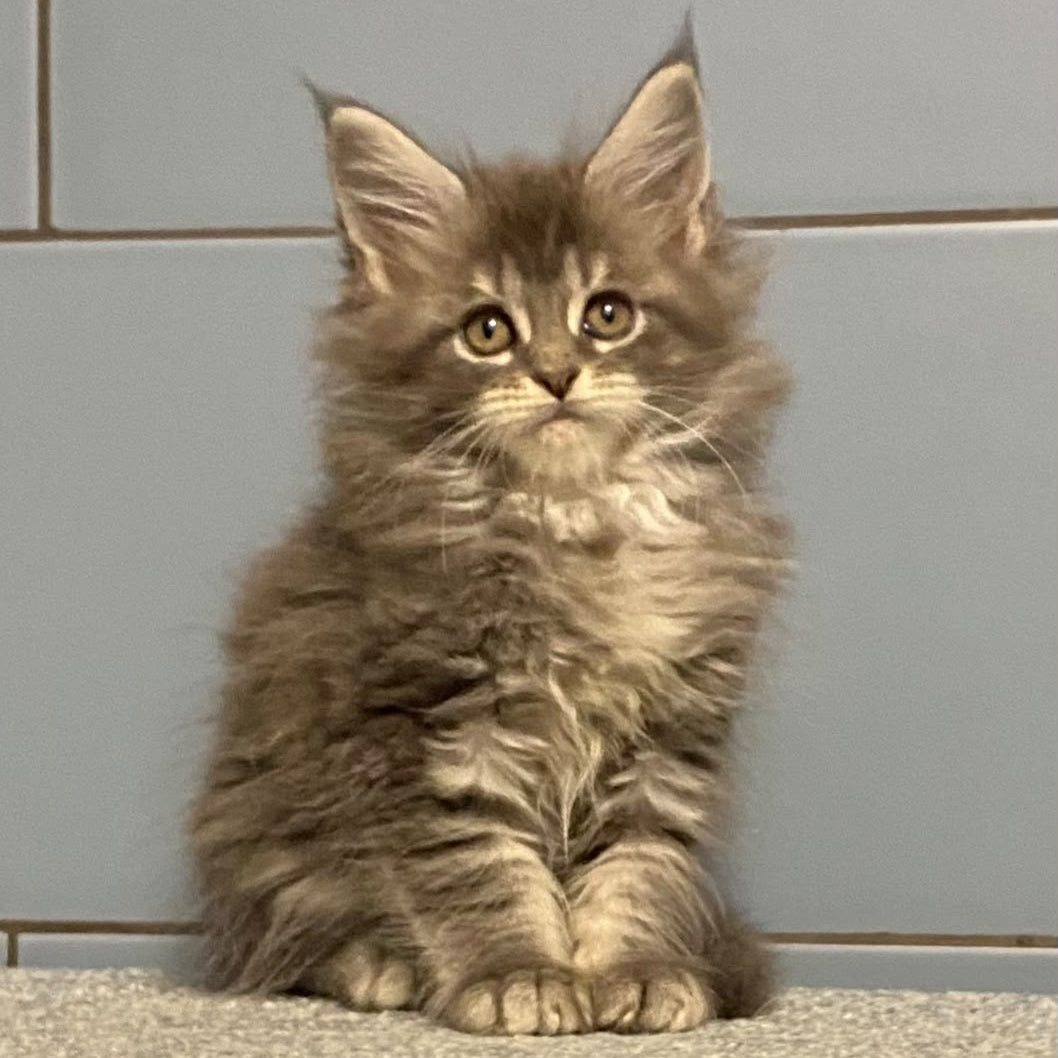 Etna Maine Coon female, blue tabby
