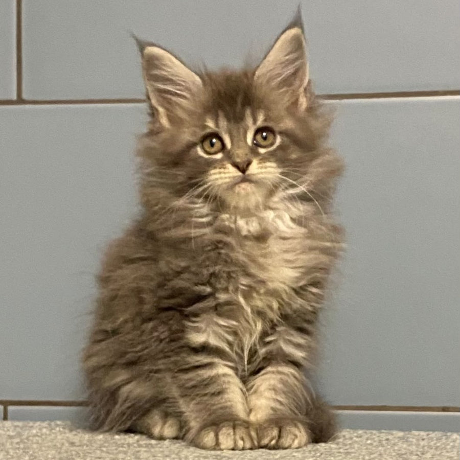 Etna Maine Coon female, blue tabby