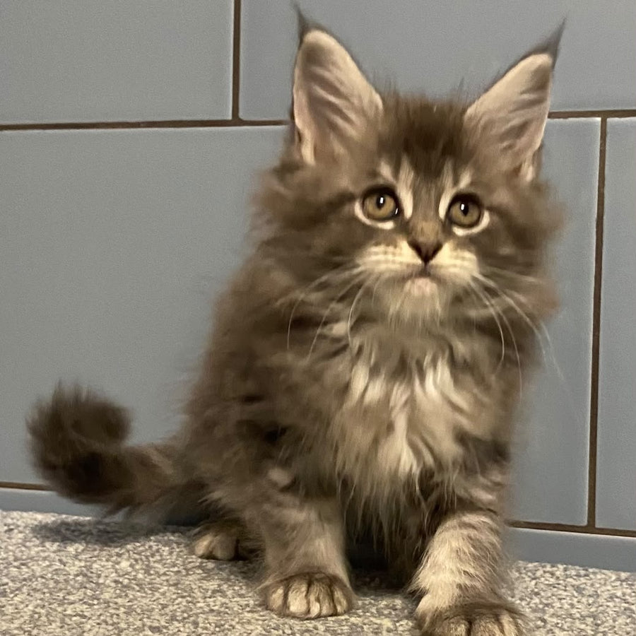 Etna Maine Coon female, blue tabby