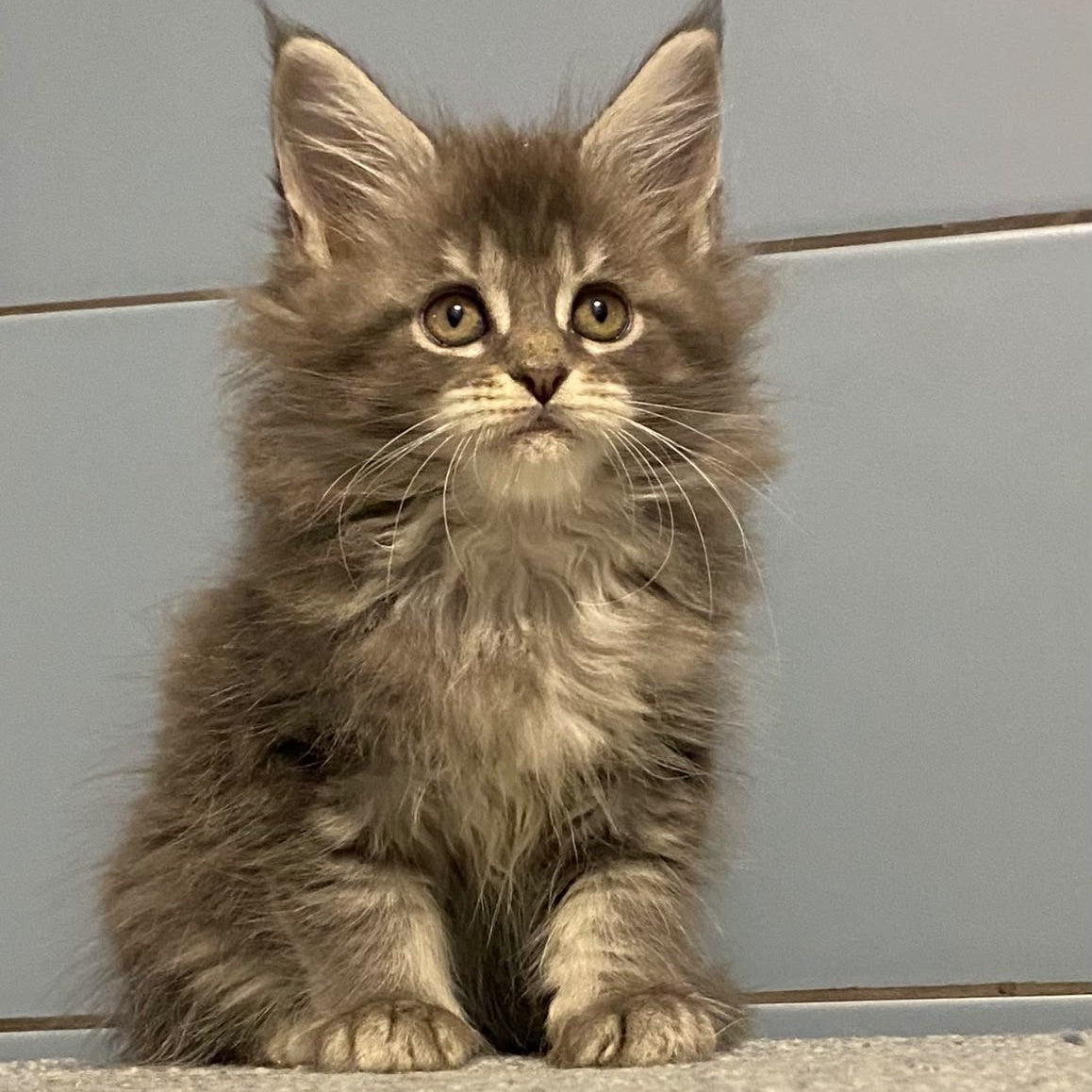 Etna Maine Coon female, blue tabby