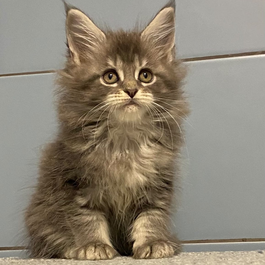 Etna Maine Coon female, blue tabby