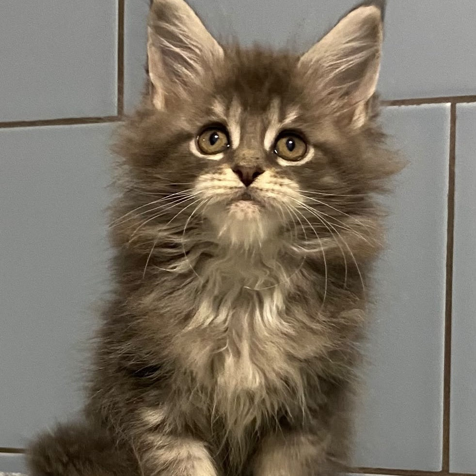 Etna Maine Coon female, blue tabby
