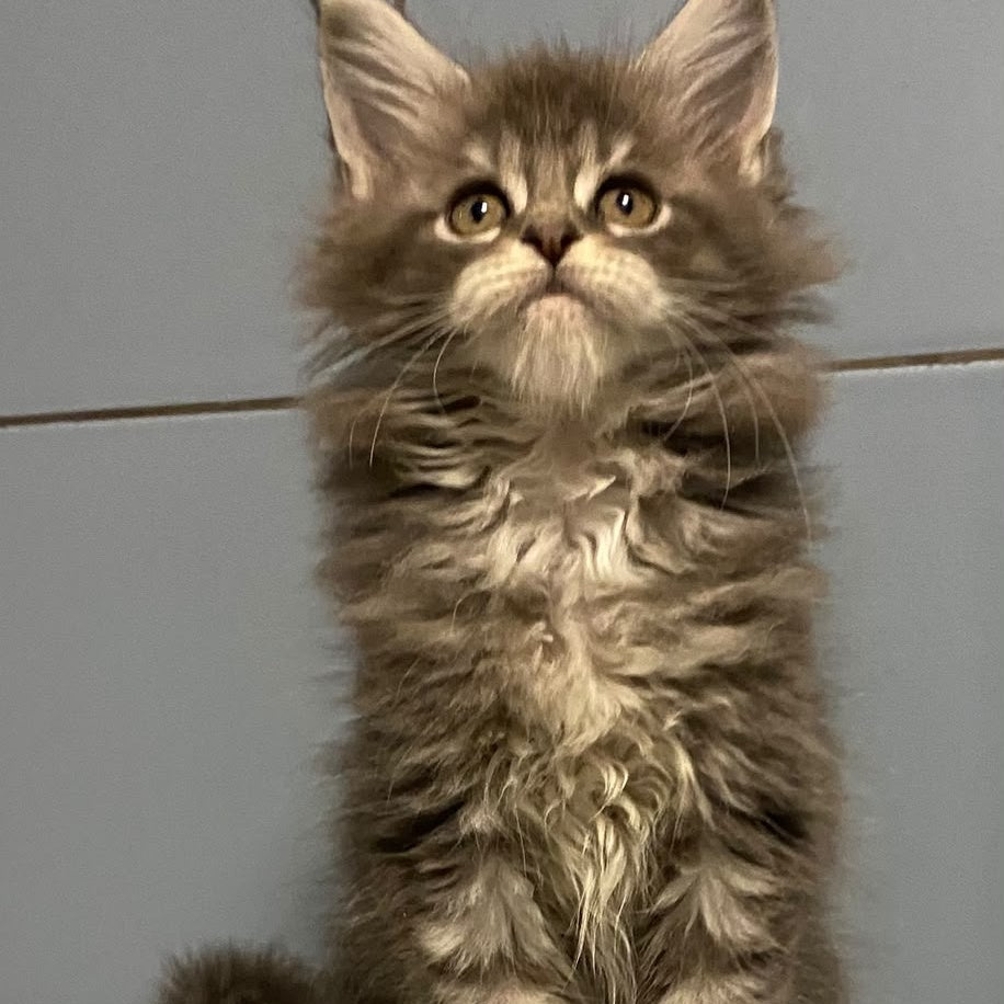 Etna Maine Coon female, blue tabby