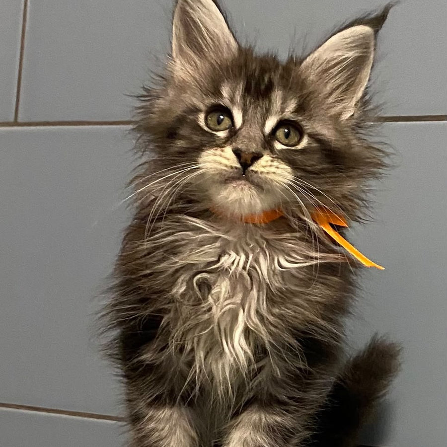 Enigma Maine Coon female, black silver tabby