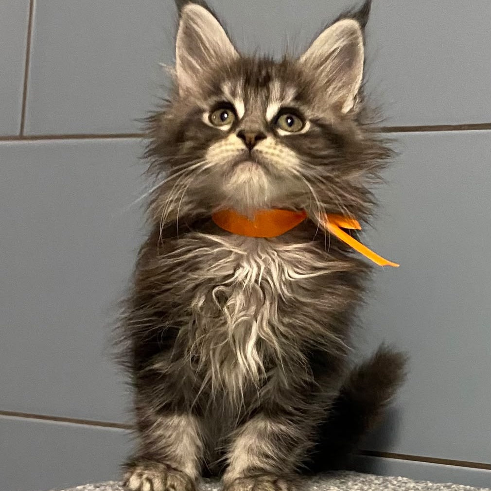 Enigma Maine Coon female, black silver tabby