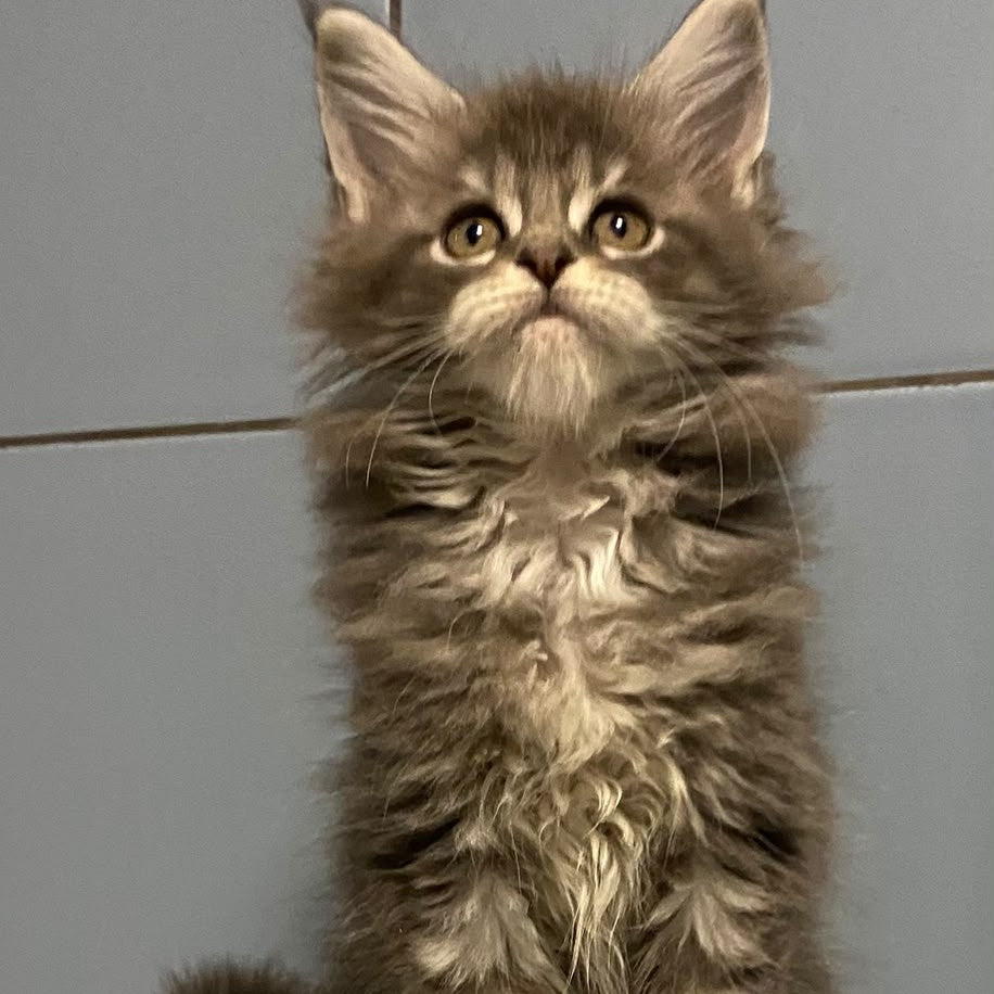 Enigma Maine Coon female, black silver tabby