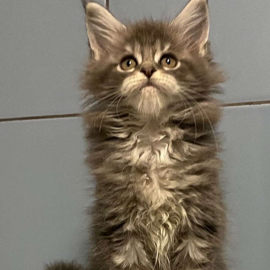 Enigma Maine Coon female, black silver tabby