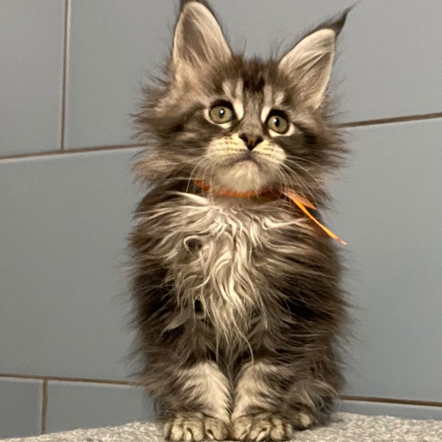 Enigma Maine Coon female, black silver tabby