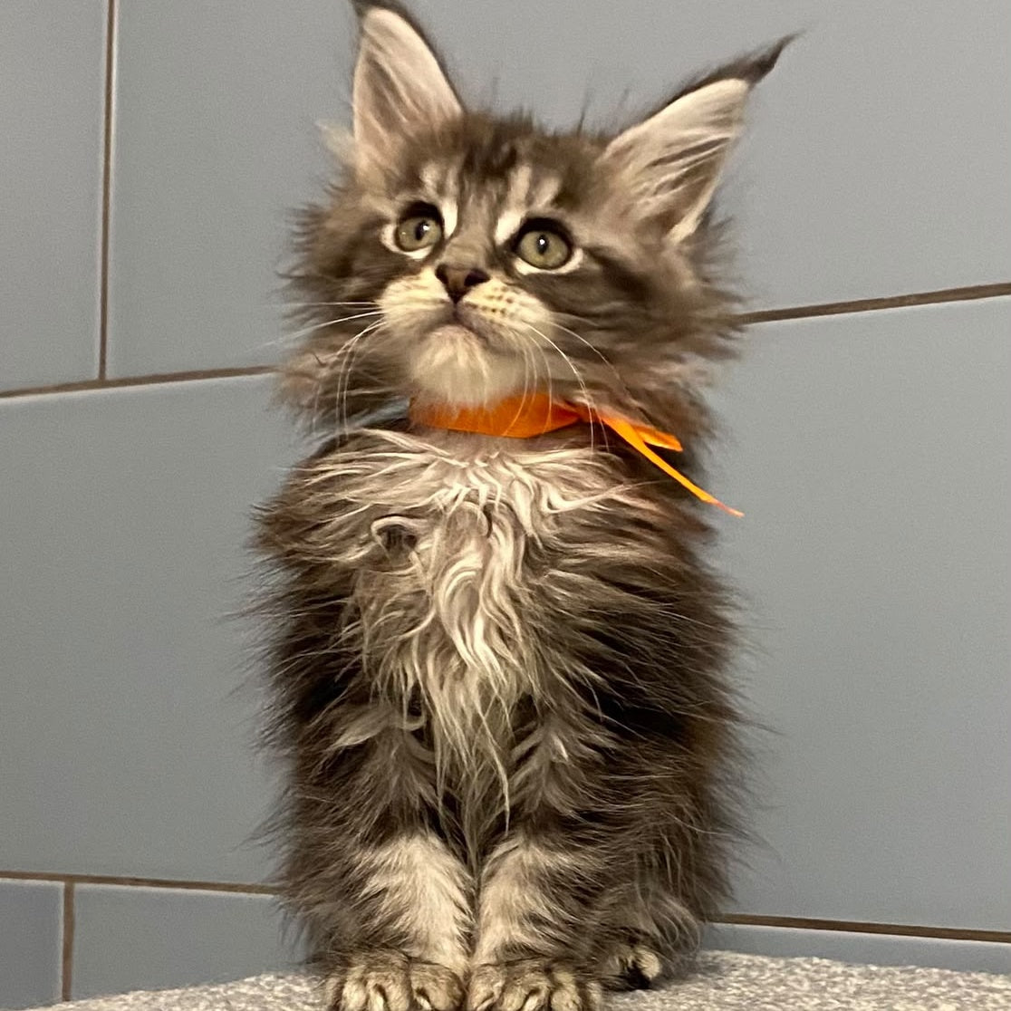 Enigma Maine Coon female, black silver tabby
