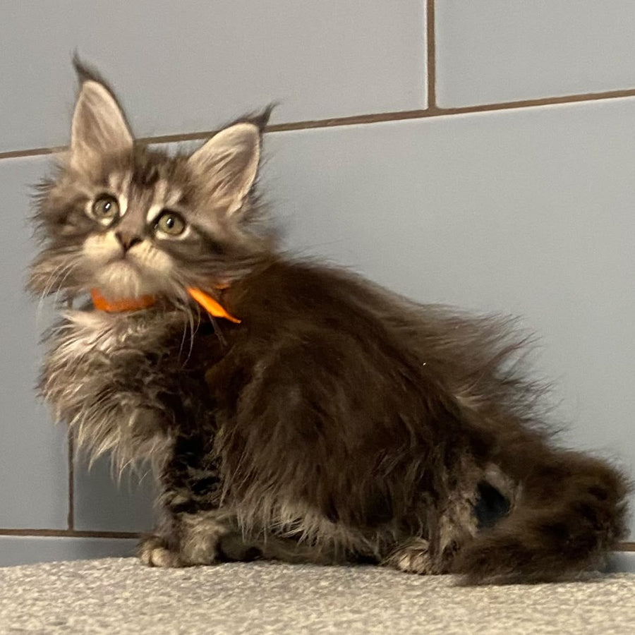 Enigma Maine Coon female, black silver tabby