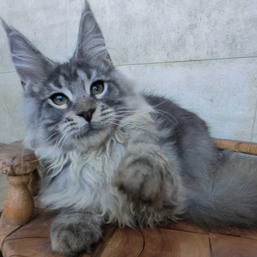 Ralf Maine Coon male, black blue tabby