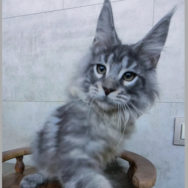 Ralf Maine Coon male, black blue tabby