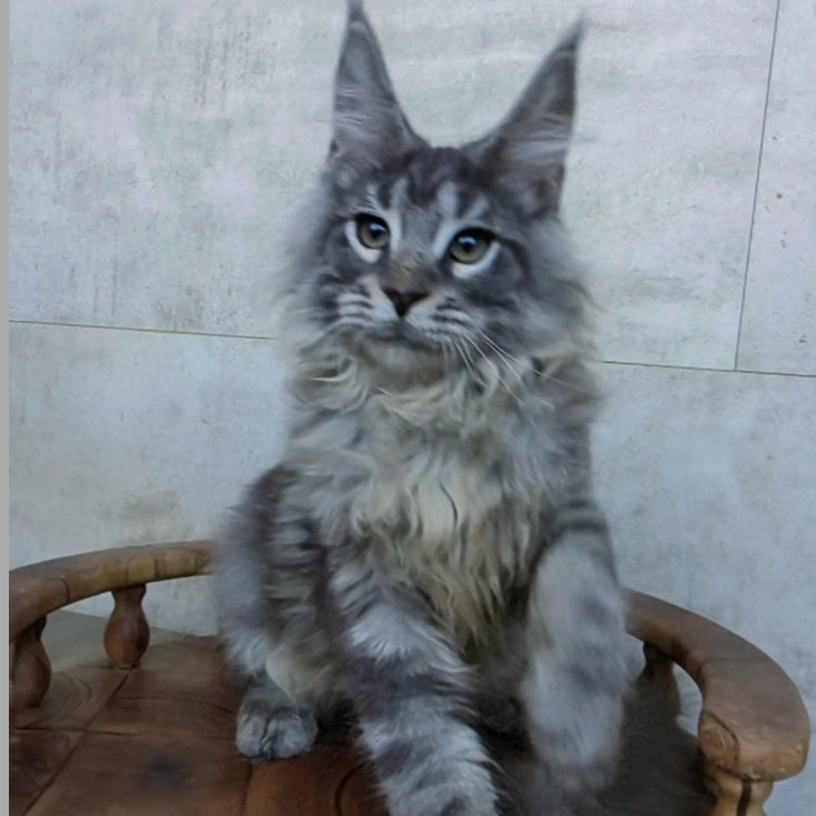Ralf Maine Coon male, black blue tabby
