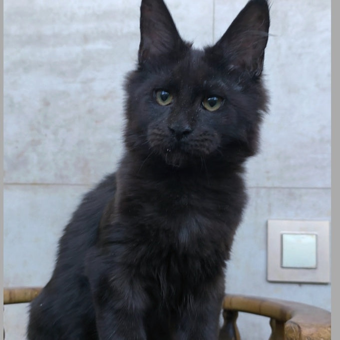 Rich Maine Coon male, black