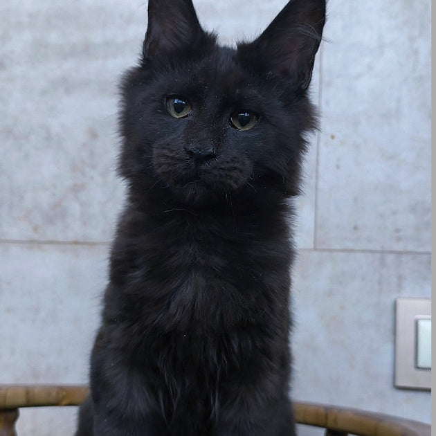 Rich Maine Coon male, black