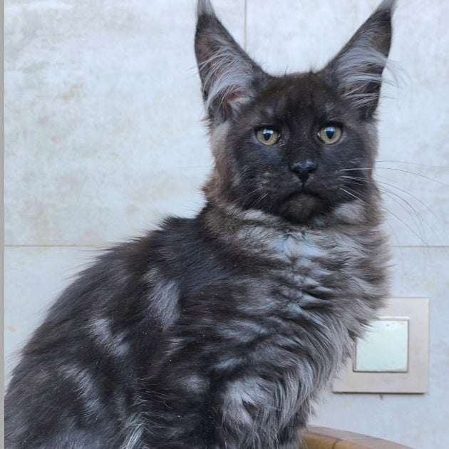 Ryan Maine Coon male, black silver