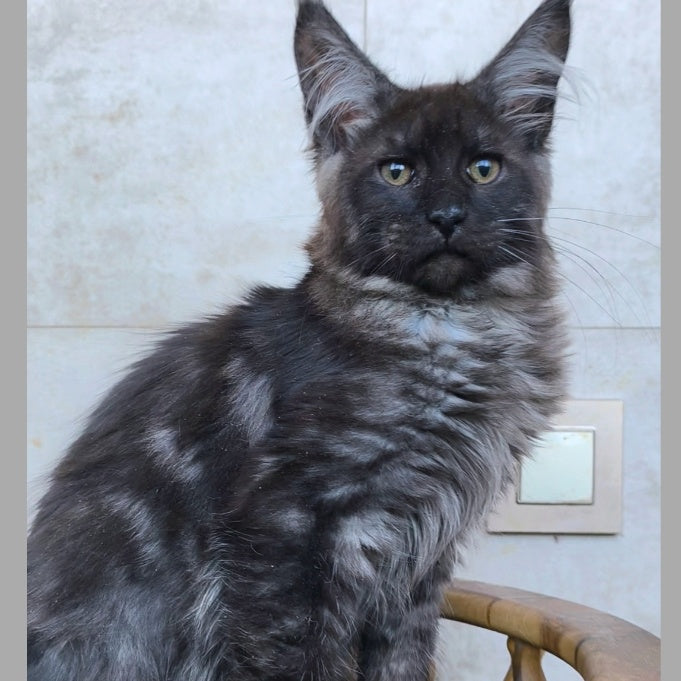 Ryan Maine Coon male, black silver