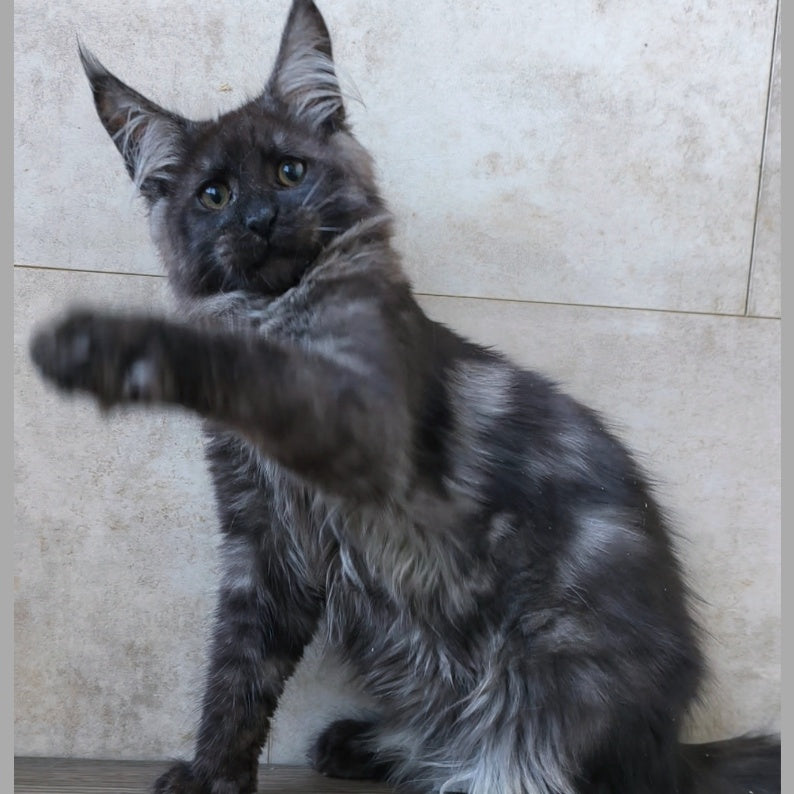 Ryan Maine Coon male, black silver