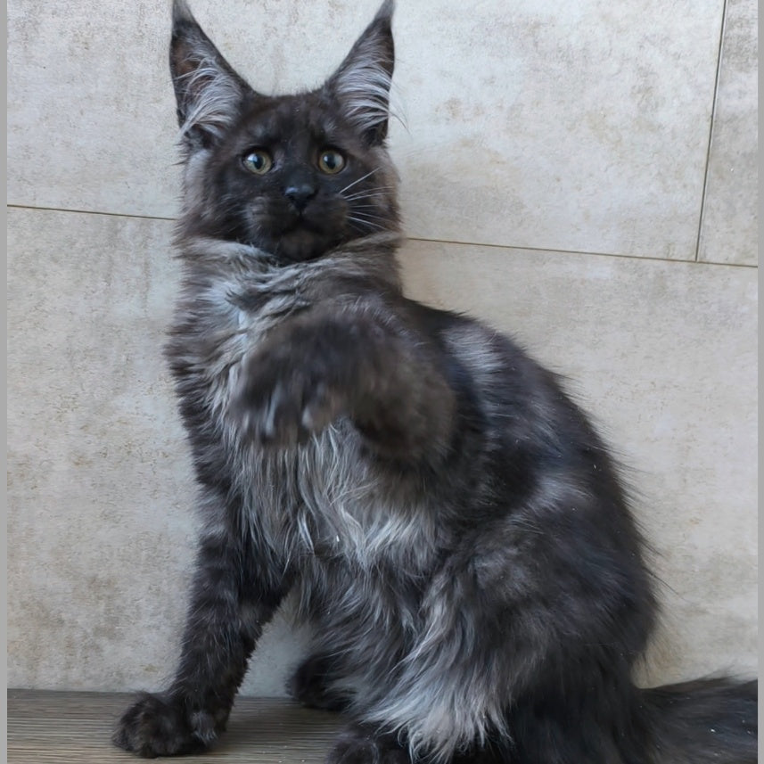 Ryan Maine Coon male, black silver