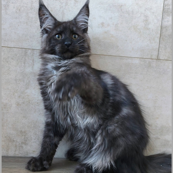 Ryan Maine Coon male, black silver