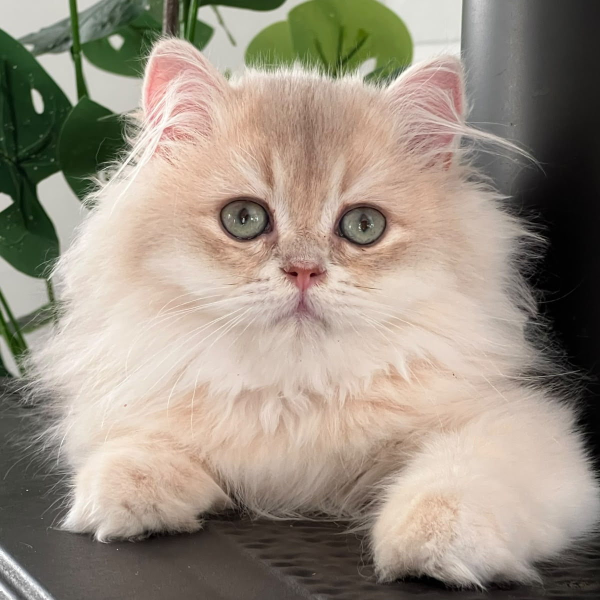 Barbry British Longhair female, lilac golden shaded