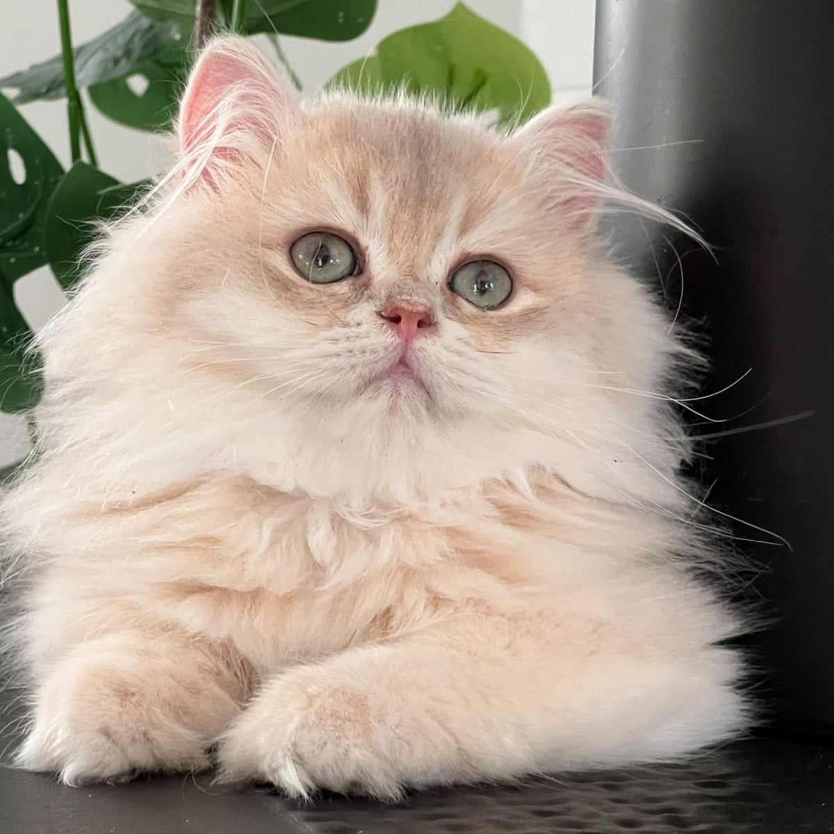 Barbry British Longhair female, lilac golden shaded