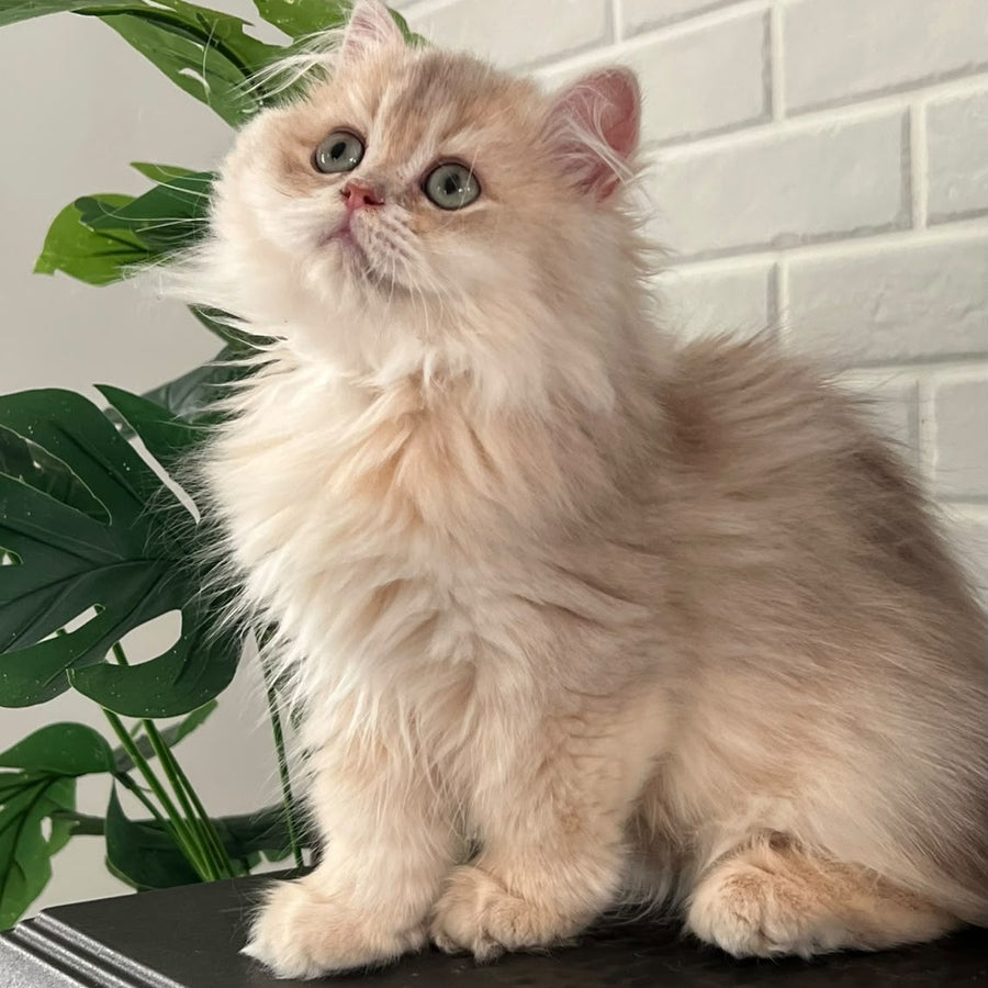 Barbry British Longhair female, lilac golden shaded