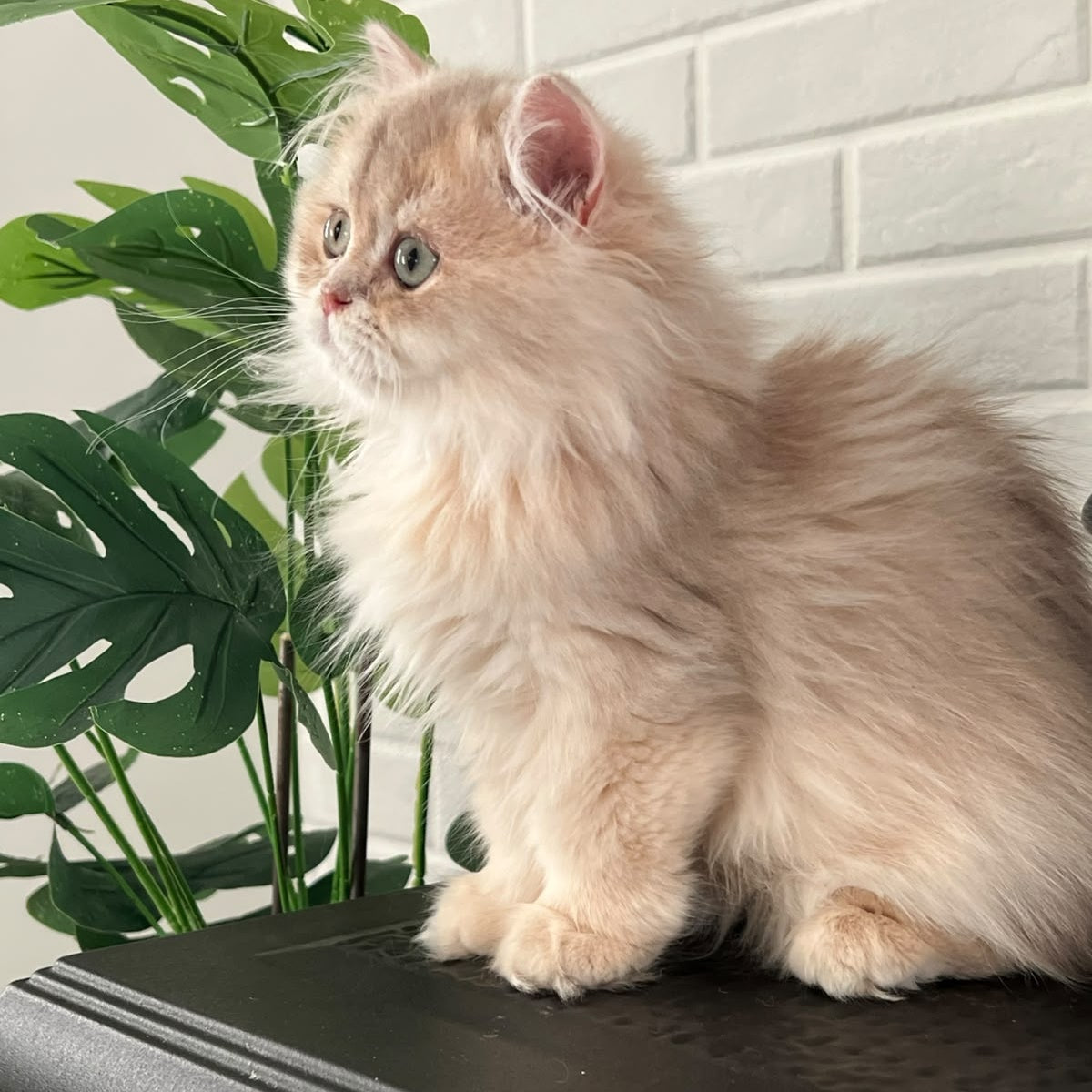 Barbry British Longhair female, lilac golden shaded