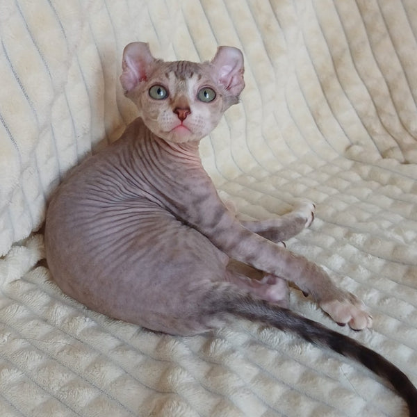 Radmila Elf female, chocolate bicolour tabby