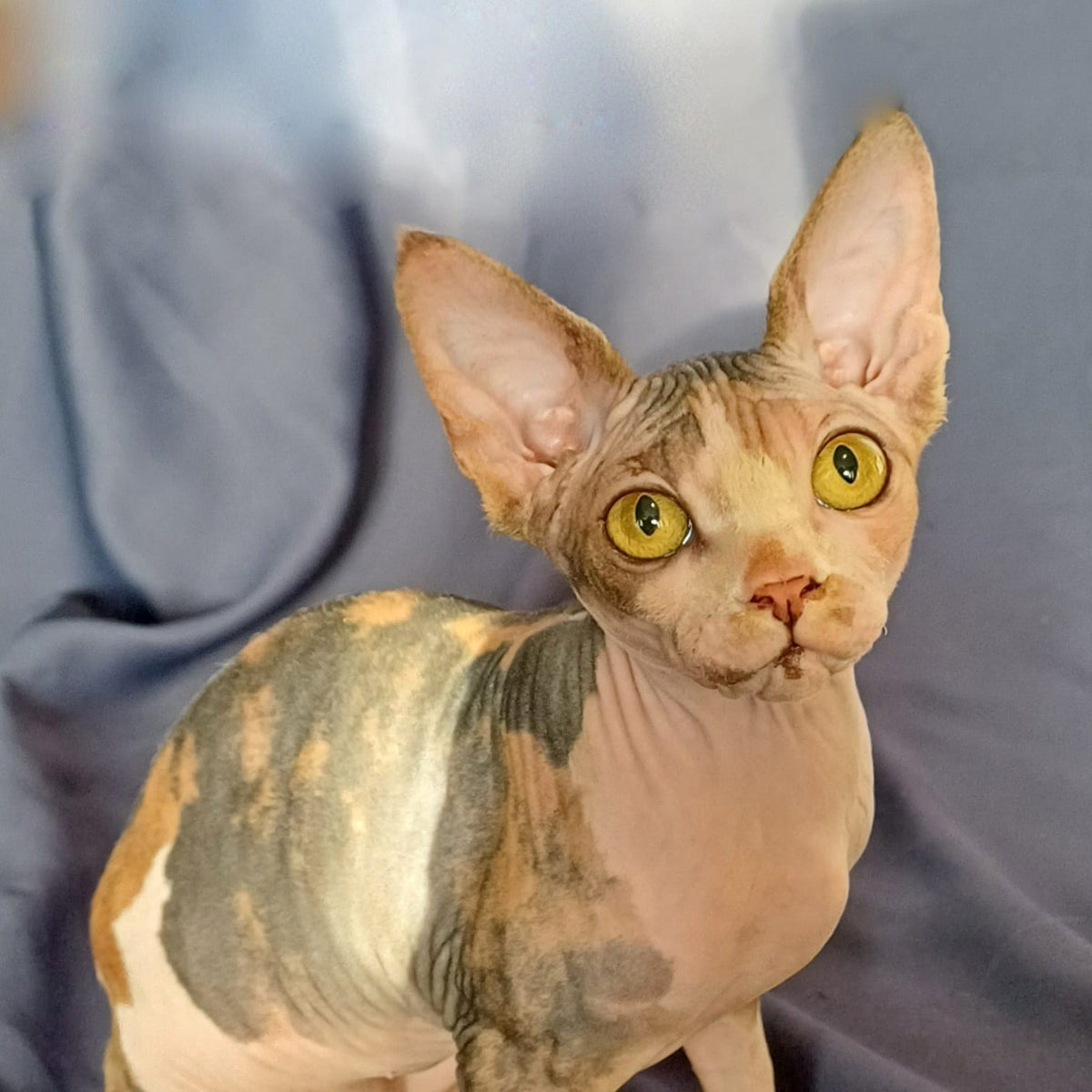 Assol Canadian Sphynx female, black tortie bicolour