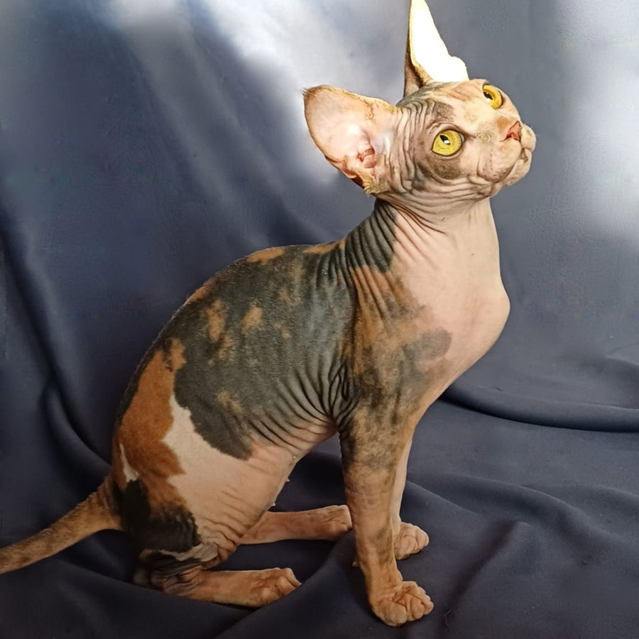 Assol Canadian Sphynx female, black tortie bicolour