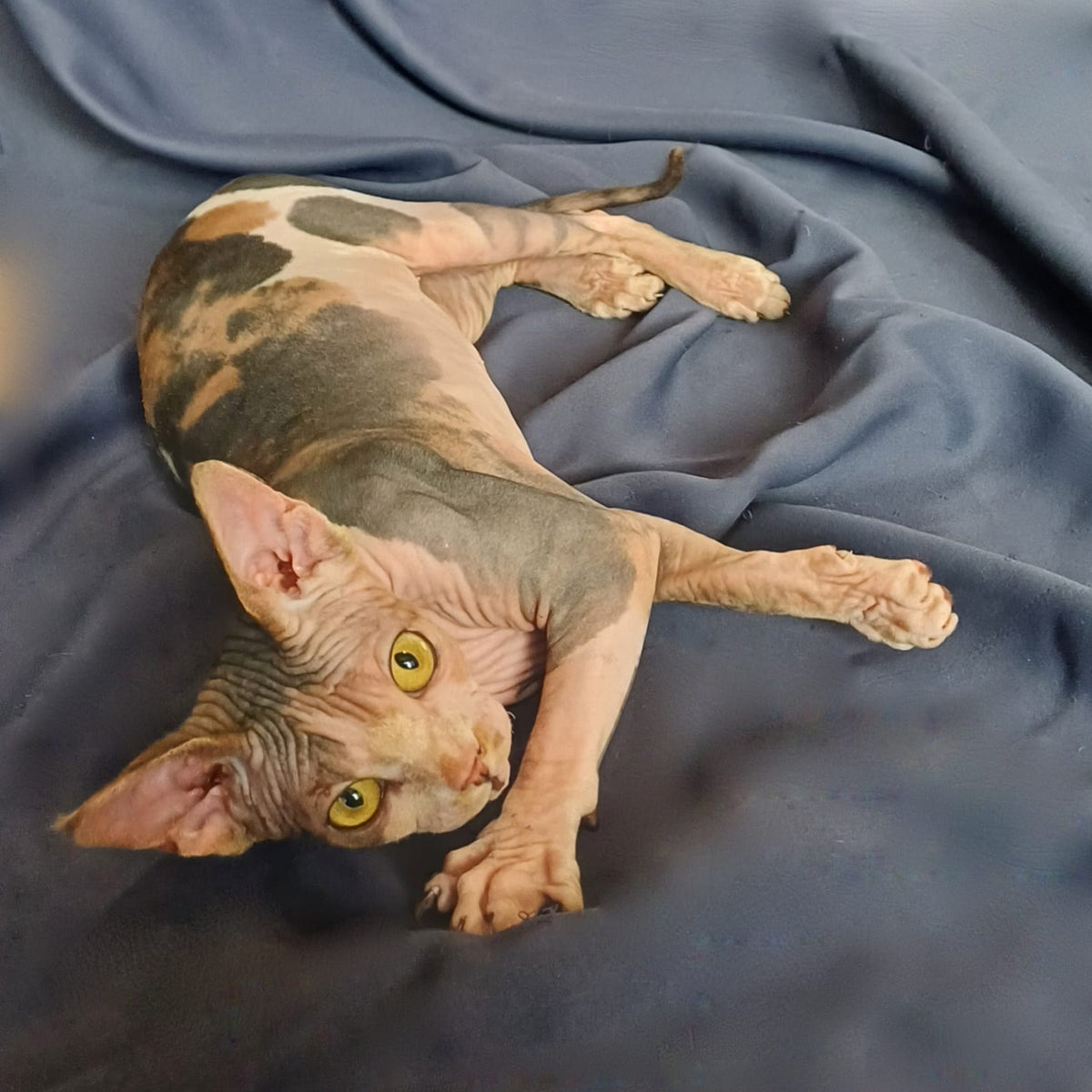 Assol Canadian Sphynx female, black tortie bicolour