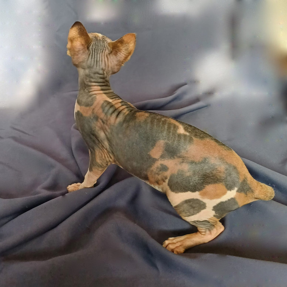 Assol Canadian Sphynx female, black tortie bicolour