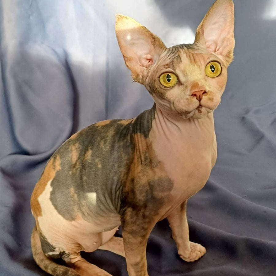 Assol Canadian Sphynx female, black tortie bicolour